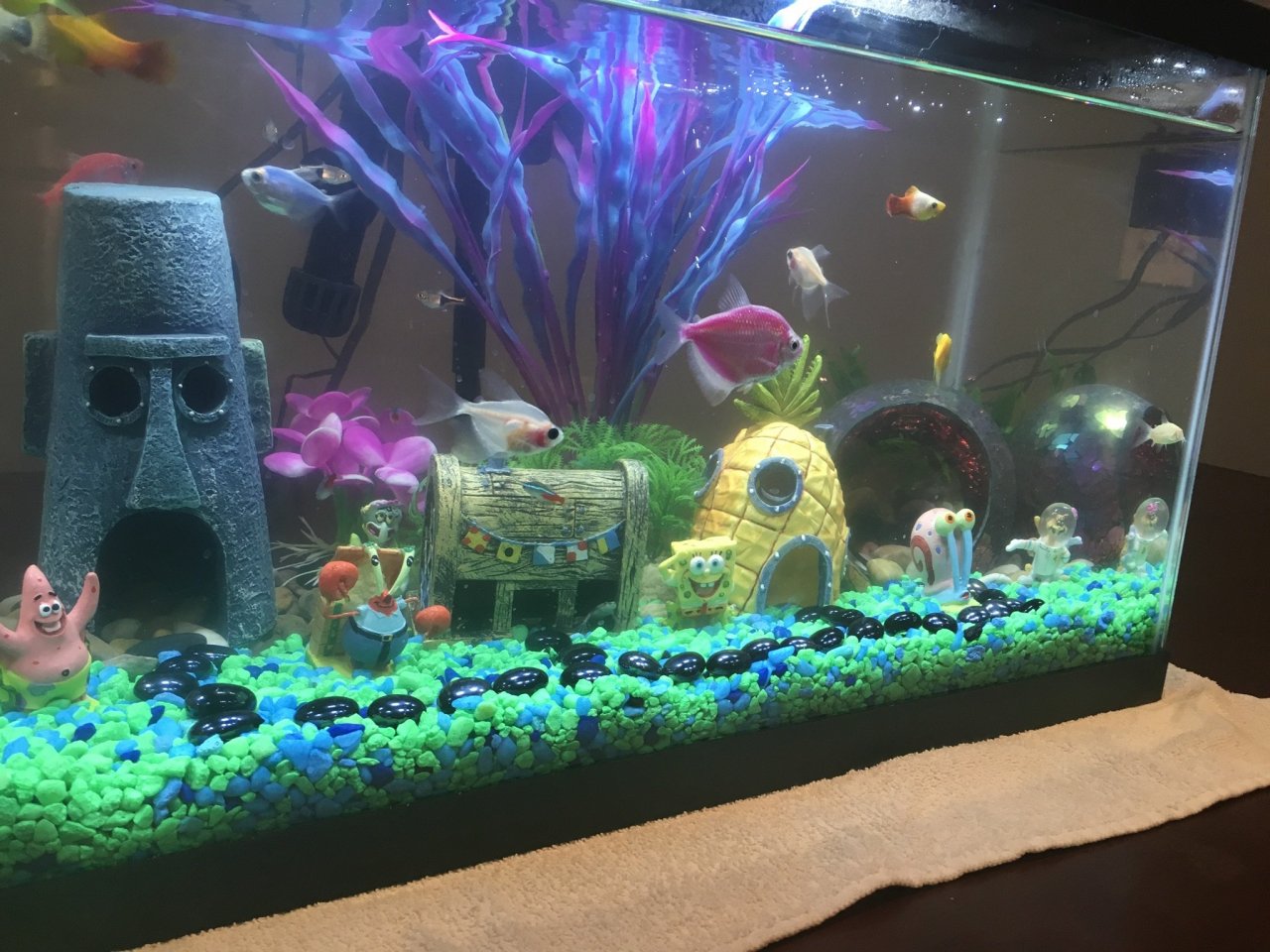 Neon Tetra Complete Care Guide, Breeding and Disease (2020)