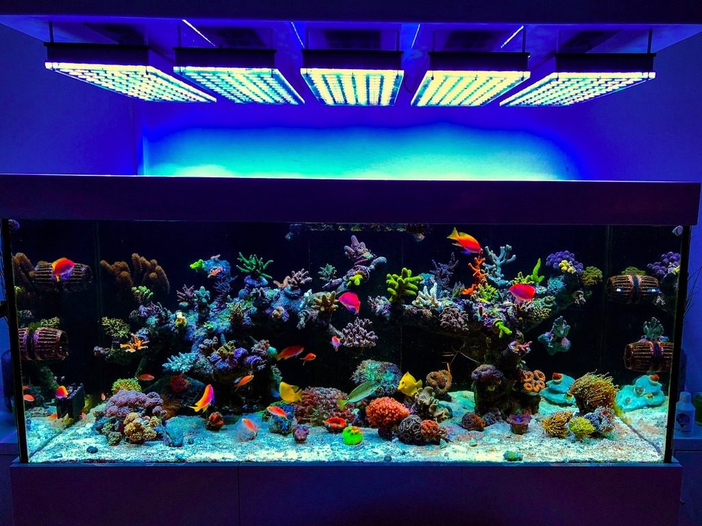 Best LED Aquarium Light Buying Guide-For Fish Tank & (Reviews 2020)