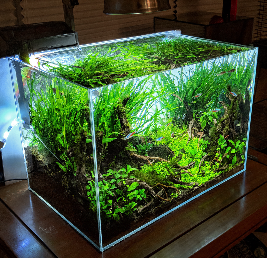 Best 15 Gallon Fish Tank: Aquarium Reviews and Setup Ideas