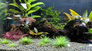 foreground-aquarium_plants