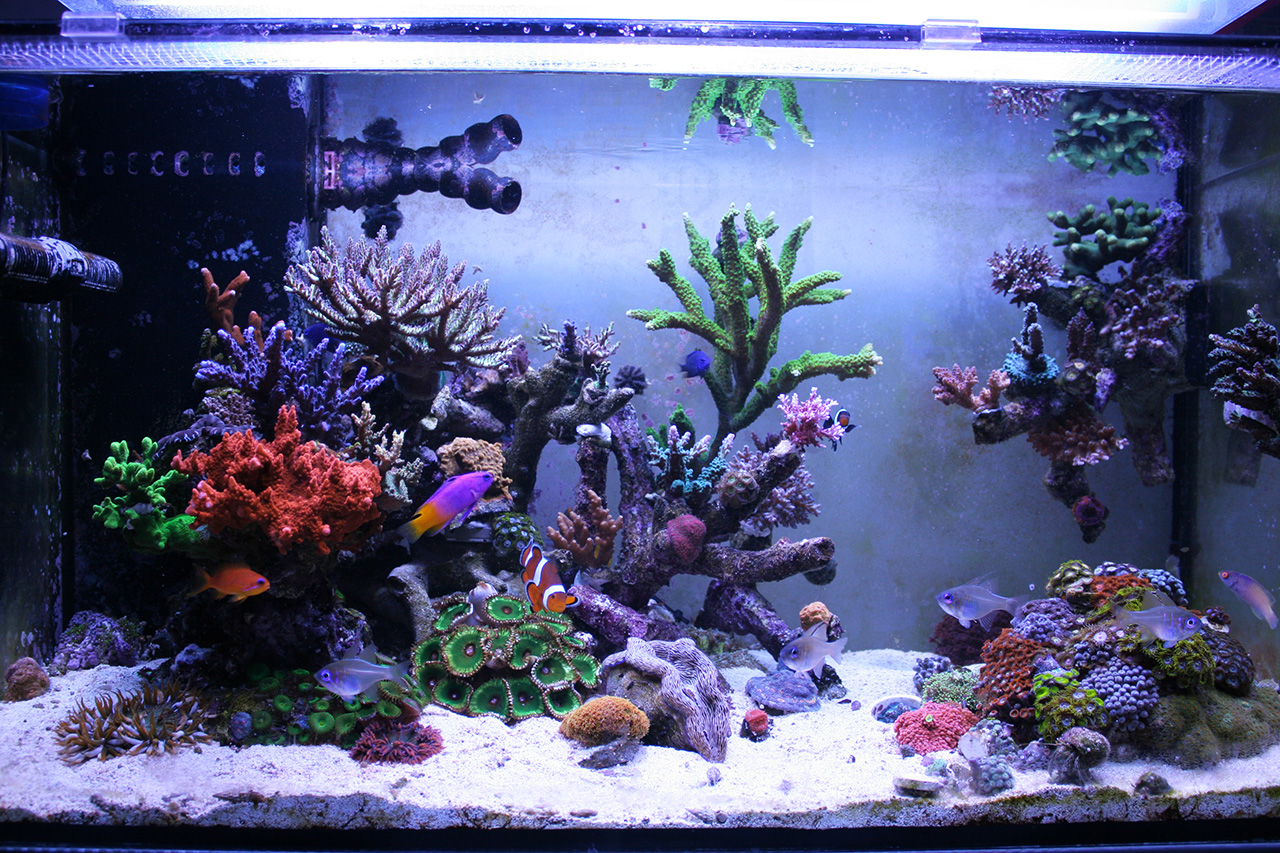 How to Setup an Aquarium Heater - Submersible Fish Tank Heater Guide