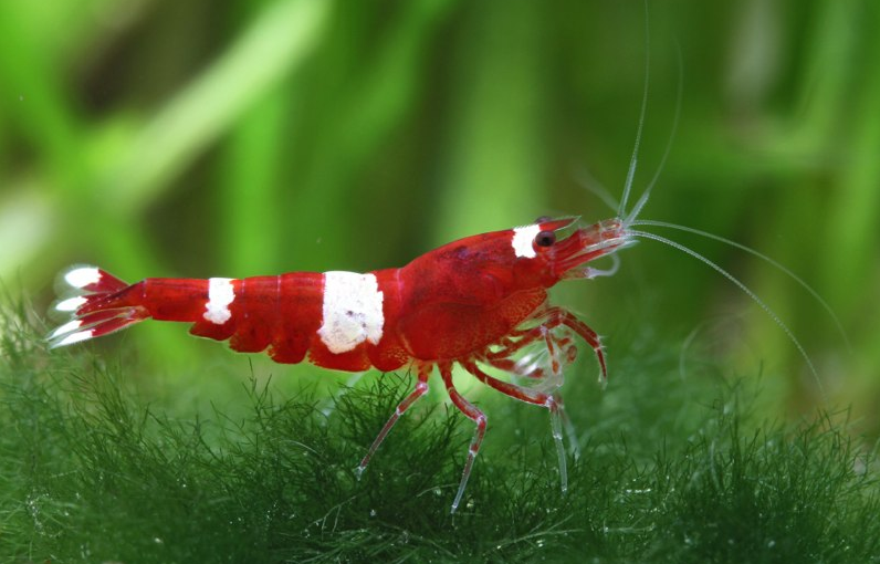 Shrimp: A Complete for the CRS Species