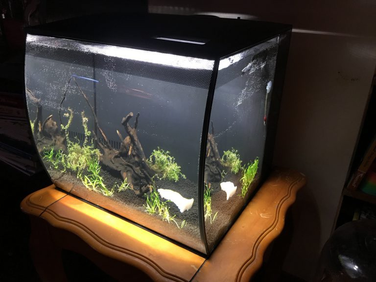 Best 15 Gallon Fish Tank Aquarium Reviews and Setup Ideas