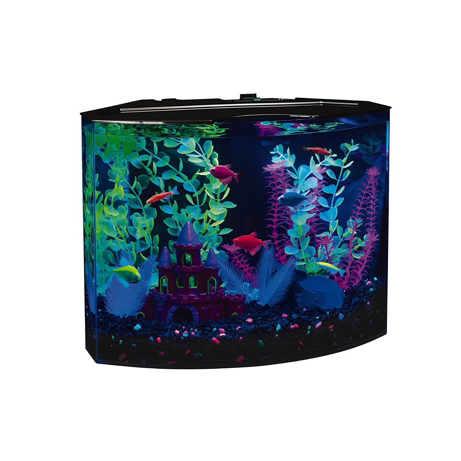 Best 5 Gallon Fish Tank Top Fish Aquariums Online (2020)