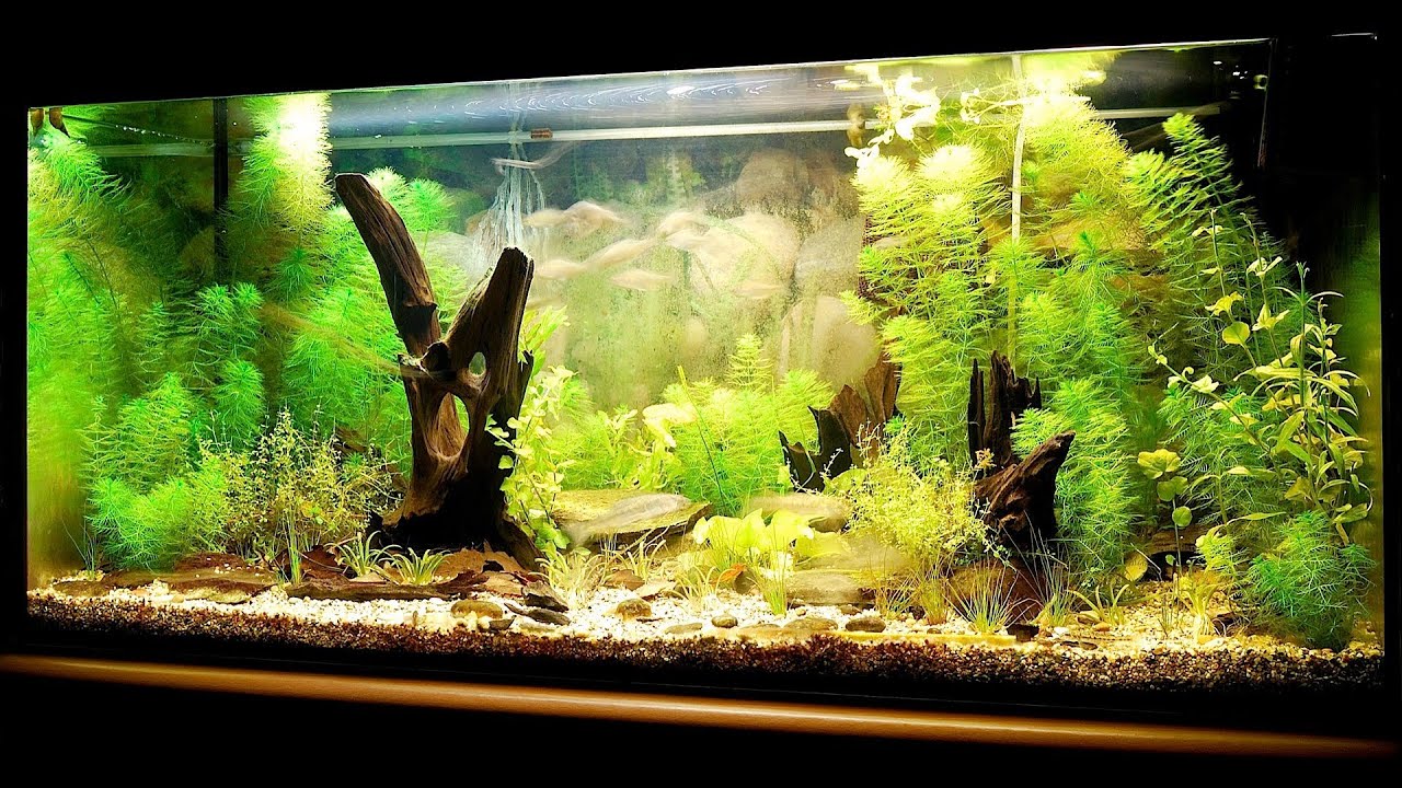 freshwater aquarium setup