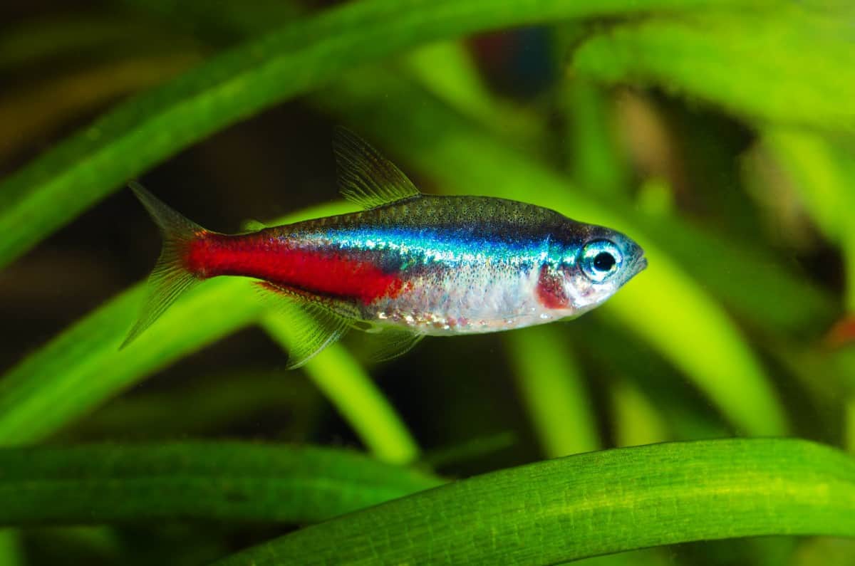 Neon Tetra Complete Care Guide, Breeding and Disease (2020)