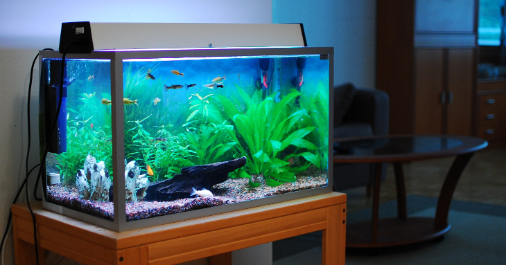 The 6 Best Fish Tanks for Beginners – Small Fish Tank Reviews