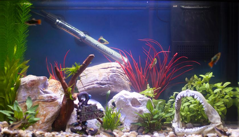 How to Setup an Aquarium Heater - Submersible Fish Tank Heater Guide