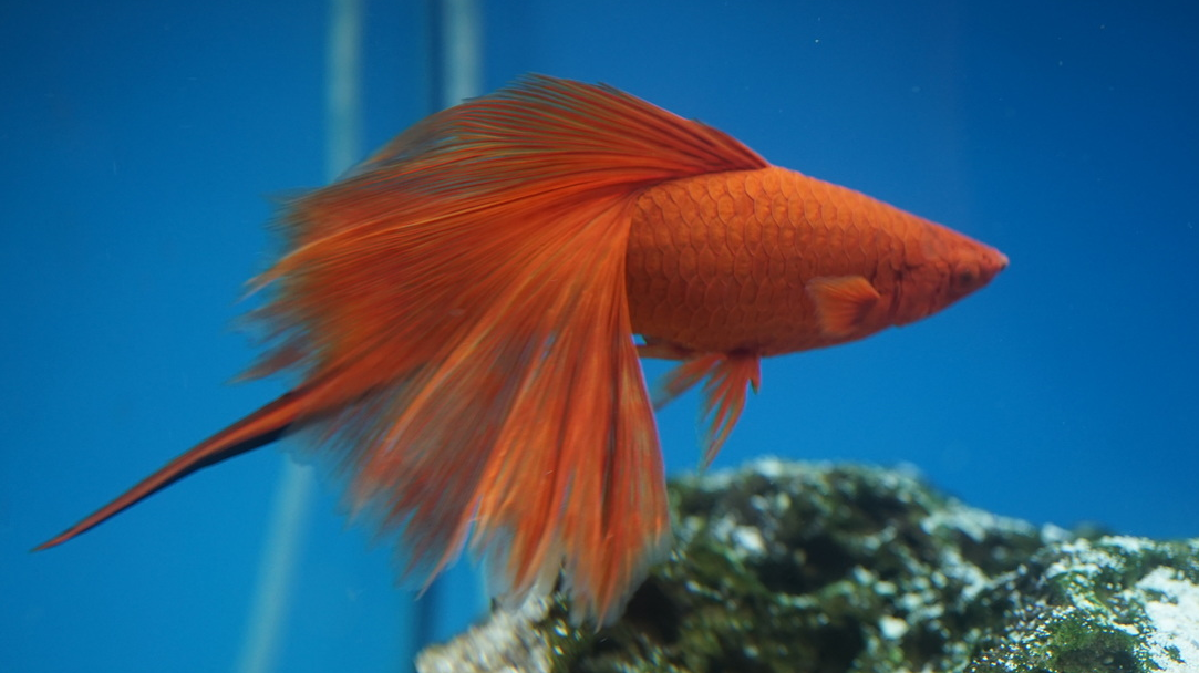 Swordtail Fish Tropical Aquarium Fish Guide {Red/Pineapple Swordtail}