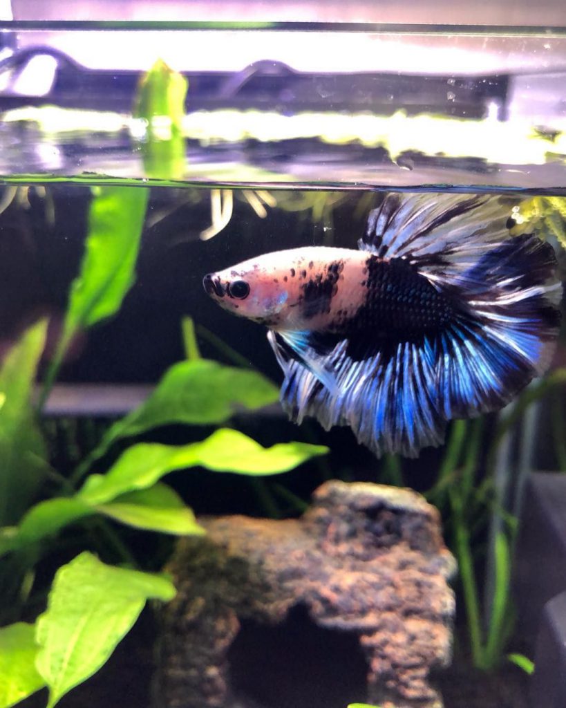 Betta Fish Bubble Nest - Everything You Should Know (2019 ...