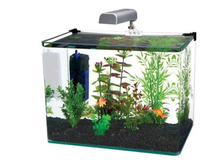 Best 10 Gallon Fish Tank Reviews (Setup, Fishes & Maintenance Guide)