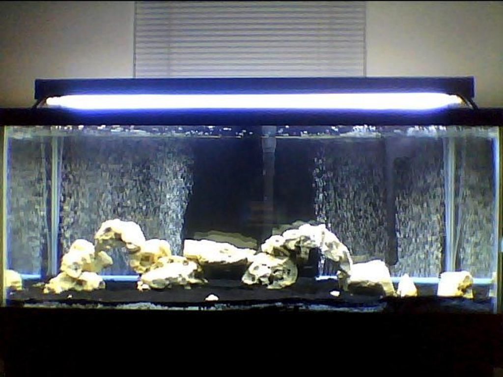 freshwater fish setup