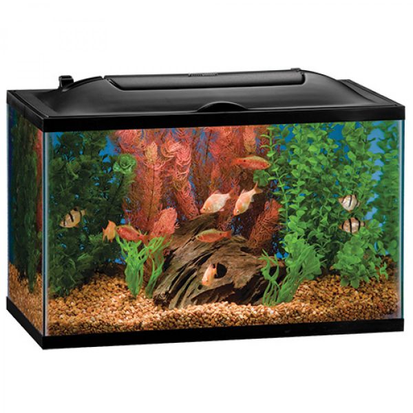 Best 40 Gallon Fish Tank Reviews and Setup Guide {Top Picks 2019}