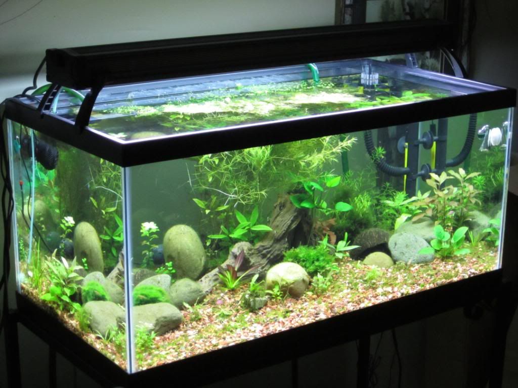 How To Set Up A 60 Gallon Fish Tank At Paz Sharon Blog