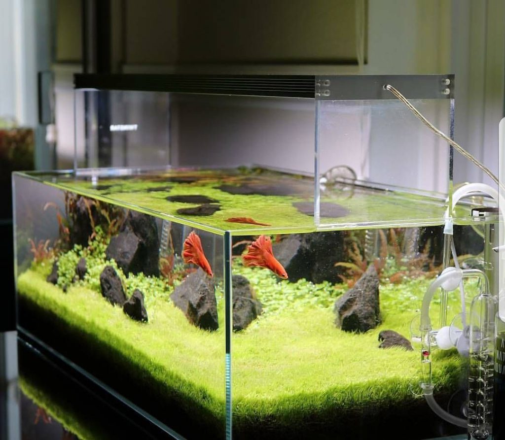 Fish Tank Setup (Beginners Guide): How to Set Up an Aquarium