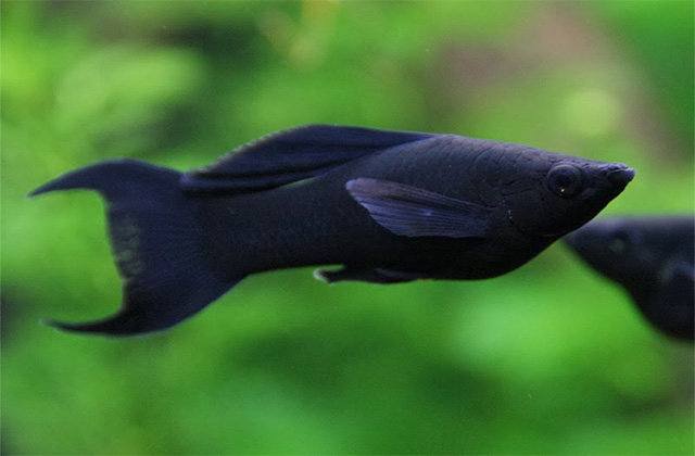 27 Different Types of Molly Fish - AquariumNexus