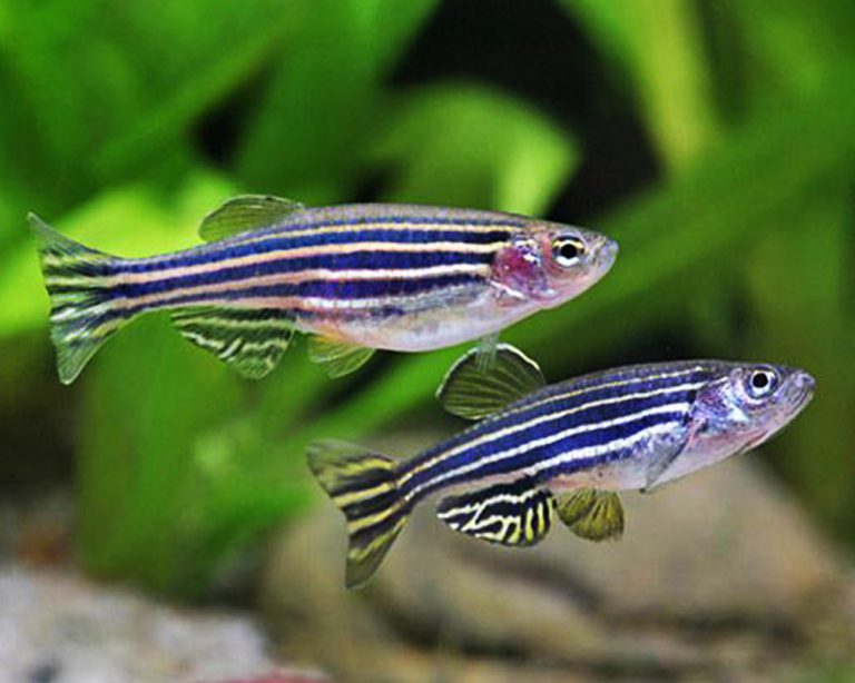 Zebra Danio Care Guide (Diet, Breeding, Tankmates & More)