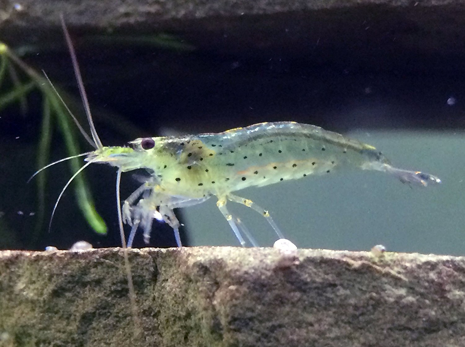 Ghost Shrimp Care, Diet, Breeding & More {Guide 2019}