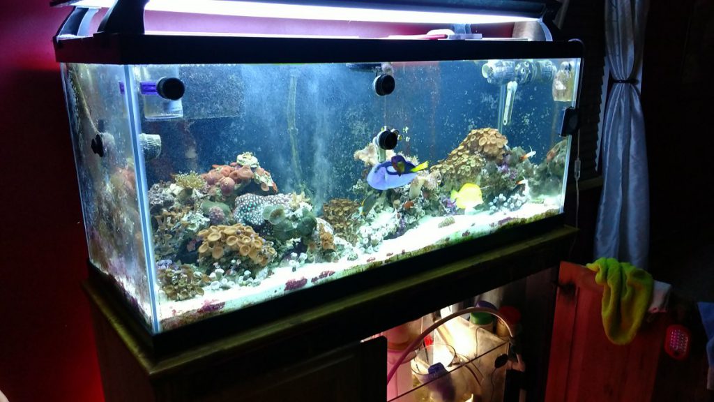 75 Gallon Aquarium Guide: Equipments, Fishes & Setup Ideas - IMG 20190528 211522211 1024x576