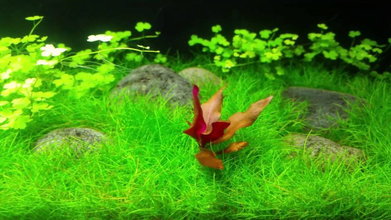 Java Moss: An Ultimate Guide (Uses, Tank, Care & How To Grow)