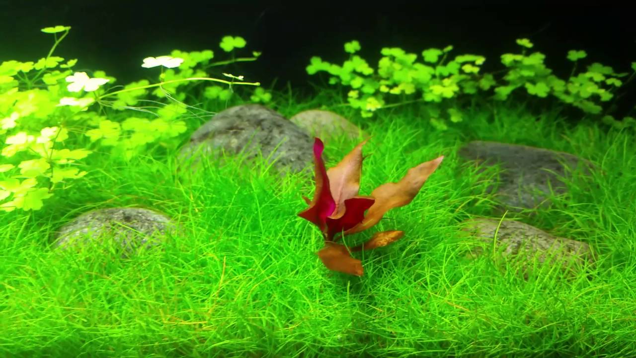 Java Moss An Ultimate Guide (Uses, Tank, Care & How To Grow)