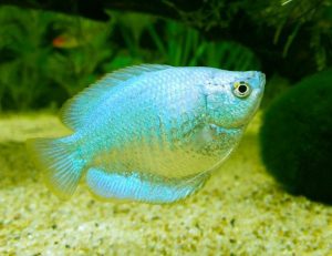 Dwarf Gourami Care Guide (Food, Mating & Tank Conditions)