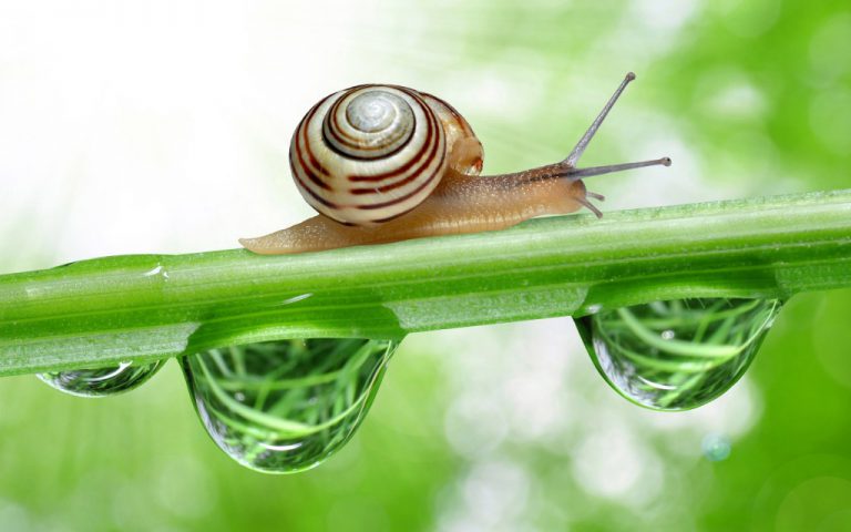 How Long Do Snails Sleep? Know Snail Sleep Duration ...