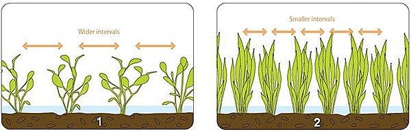 Foreground Aquarium Plants: Types & Methods of Planting