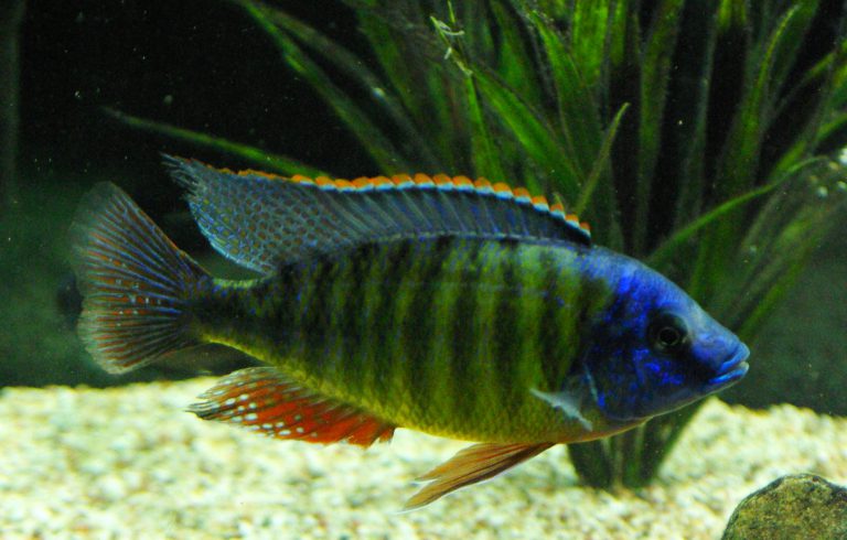 African Cichlids: Care, Food, Fish Tank, Types & Behavior (2019 Guide)