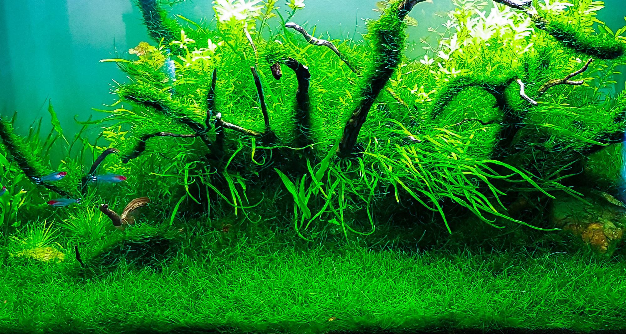 Java Moss: An Ultimate Guide (Uses, Tank, Care & How To Grow) Moss On Rocks In Aquarium