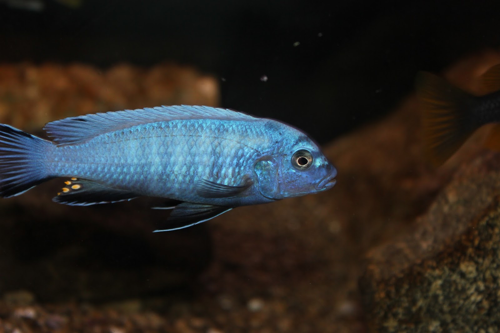 African Cichlids: Care, Food, Fish Tank, Types & Behavior (2019 Guide)