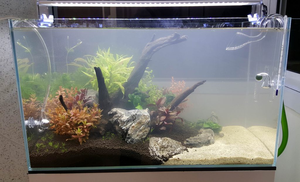 How to Fix Cloudy Aquarium Water: Causes & Remedies