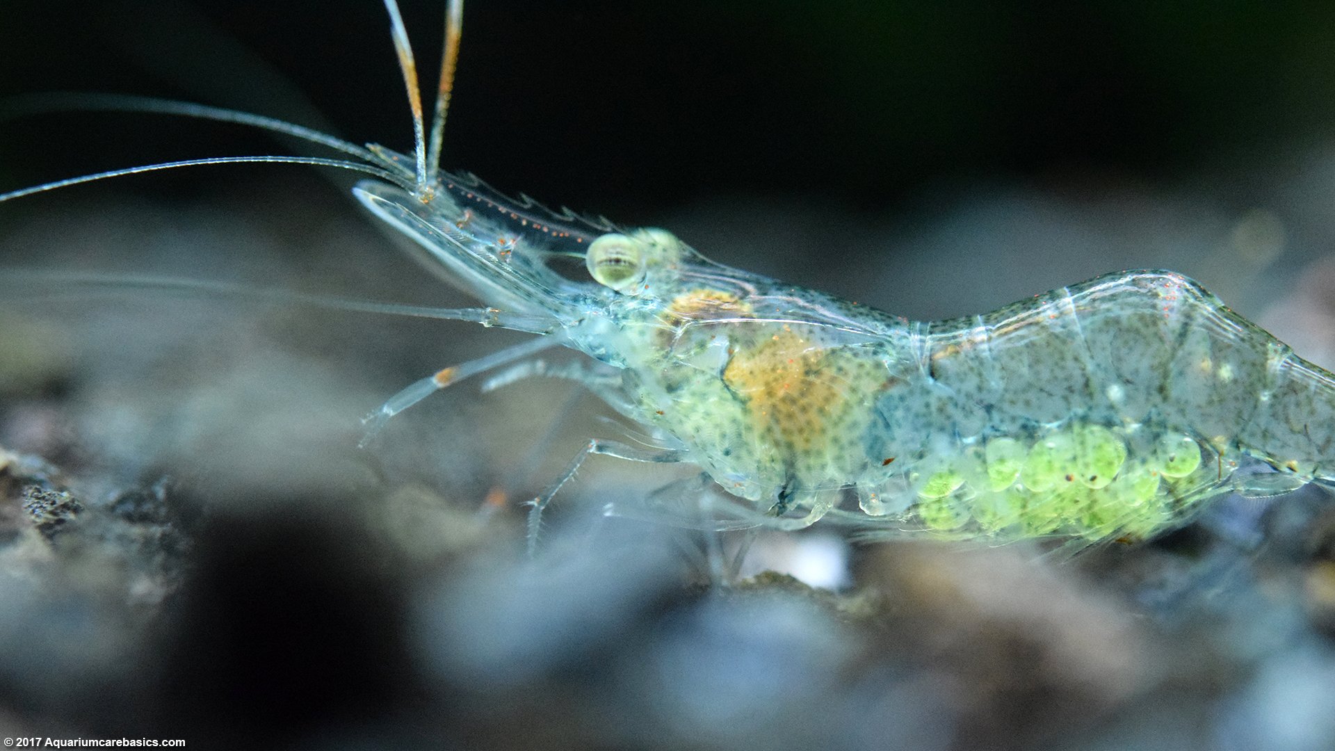 how do ghost shrimp have babies