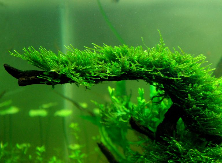 Java Moss: An Ultimate Guide (Uses, Tank, Care & How To Grow)