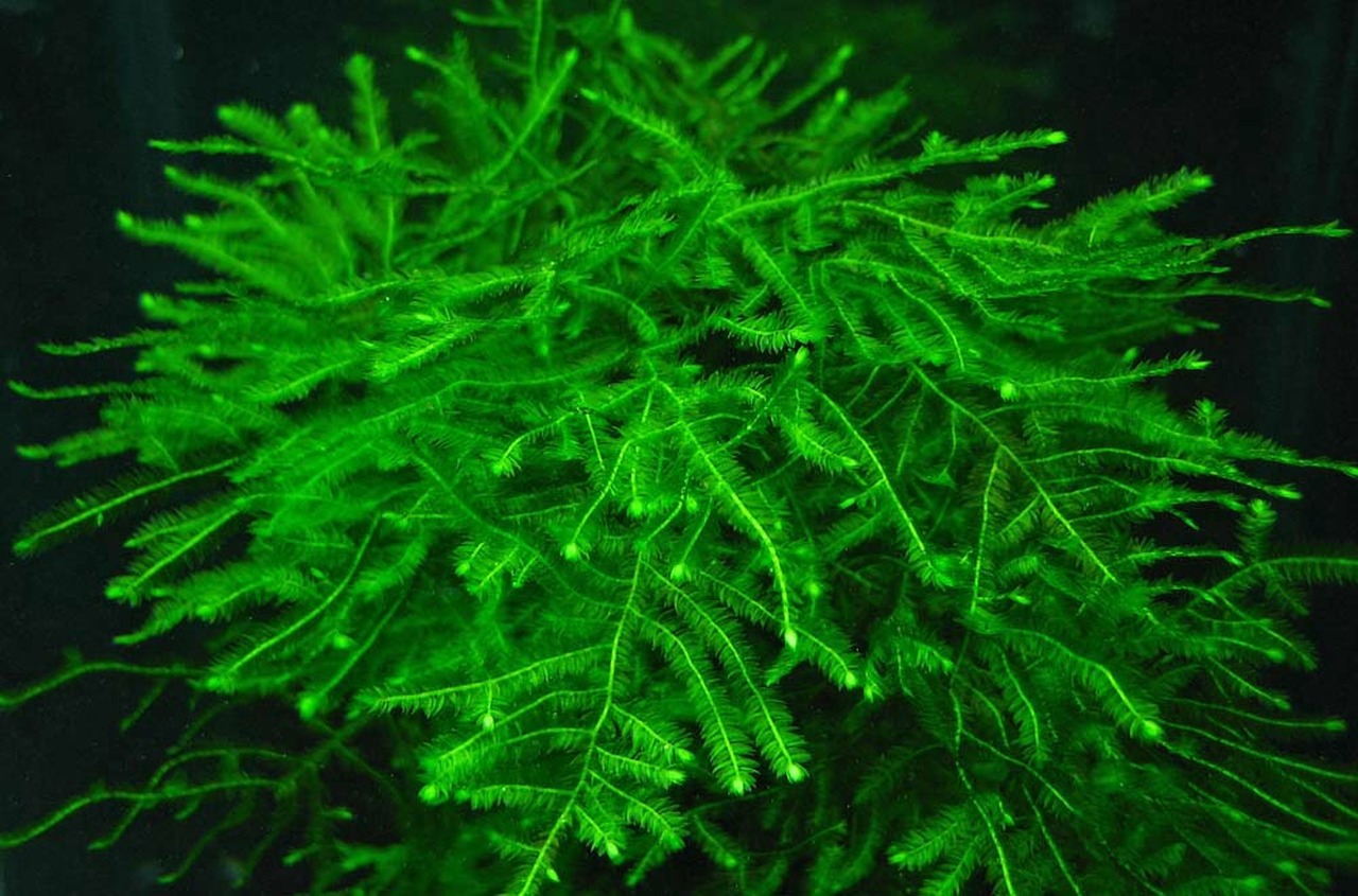 Java Moss: An Ultimate Guide (Uses, Tank, Care & How To Grow)