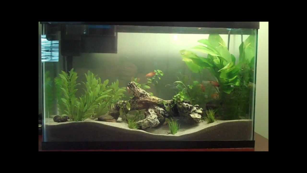 Fish Tank Setup (Beginners Guide) How to Set Up an Aquarium