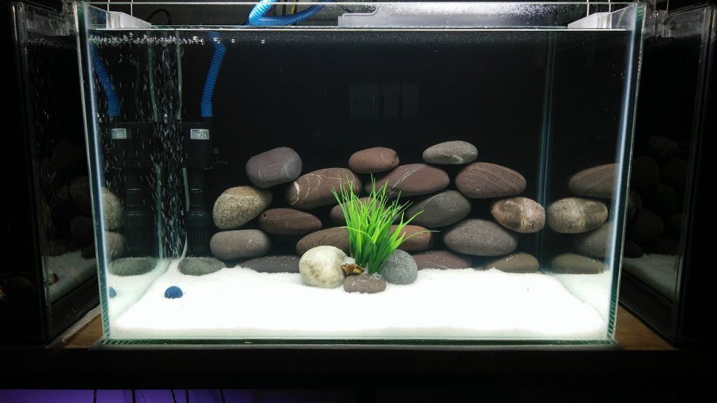 starting a fish tank for beginners