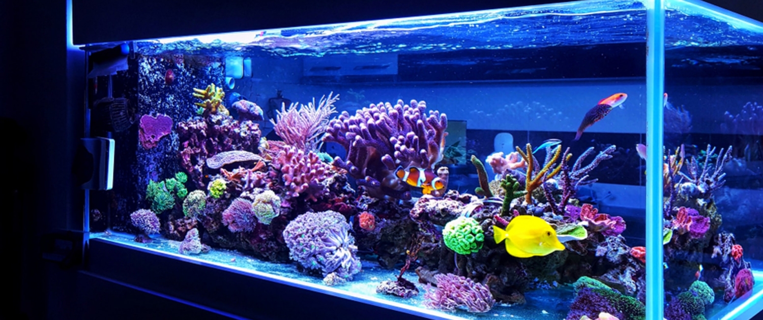 Saltwater vs Freshwater Aquariums: Myths & Facts {Guide 2019}