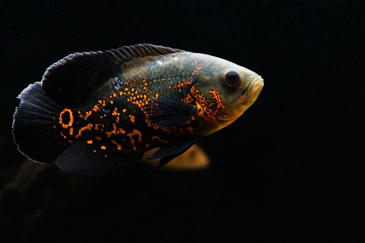 Oscar Fish Guide: (Care, Breeding, Food, Tank Mates, Life ...