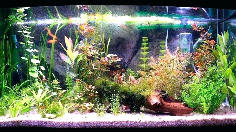 aquarium undergravel filter