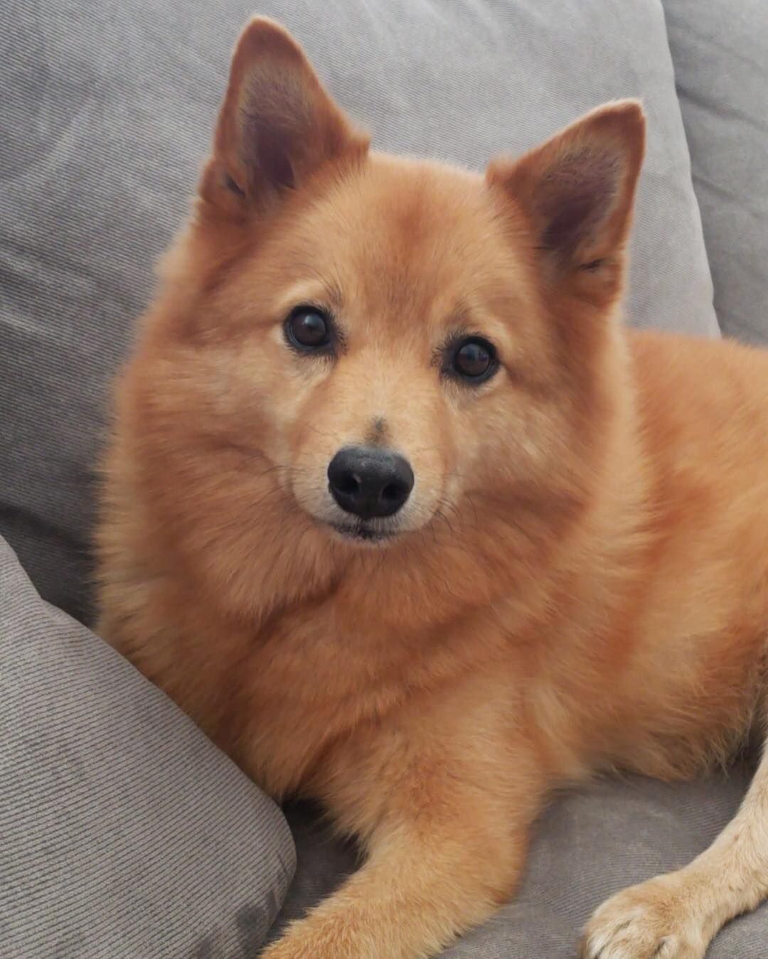 A Finnish Spitz: Complete Care Guide and Features (2020)