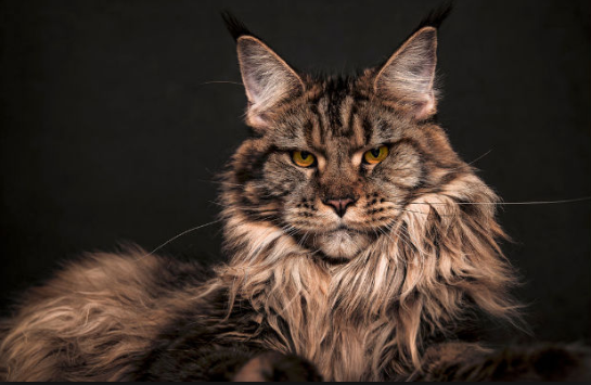 Maine_Coon