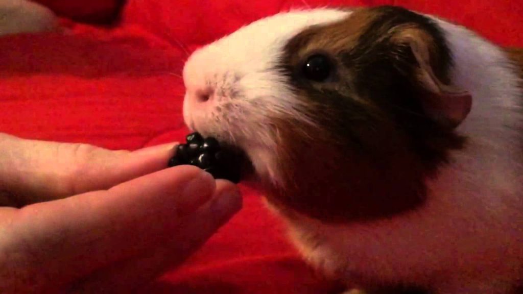 can-guinea-pigs-eat-blackberries