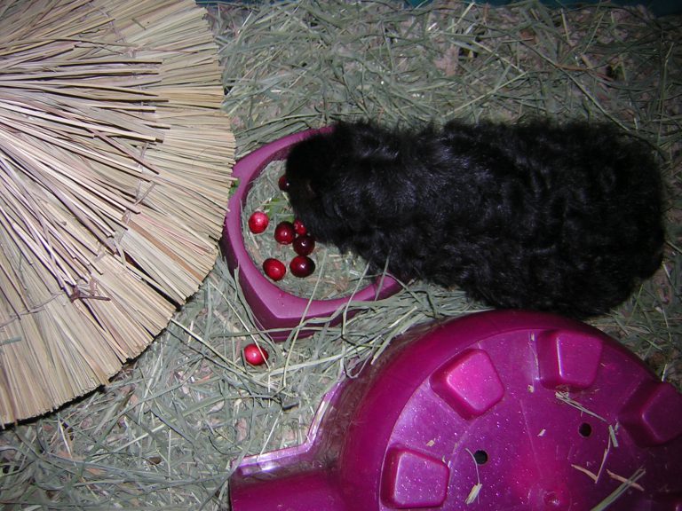 What Can Guinea Pigs Eat Grapes/Apples/Bananas/Strawberries/Oranges