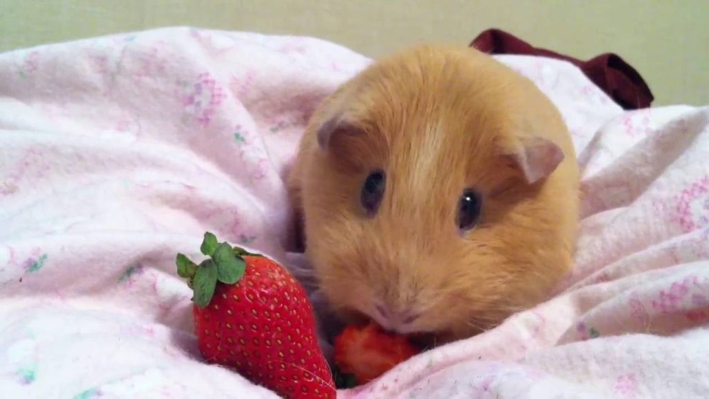 can-guinea-pigs-eat-strawberries