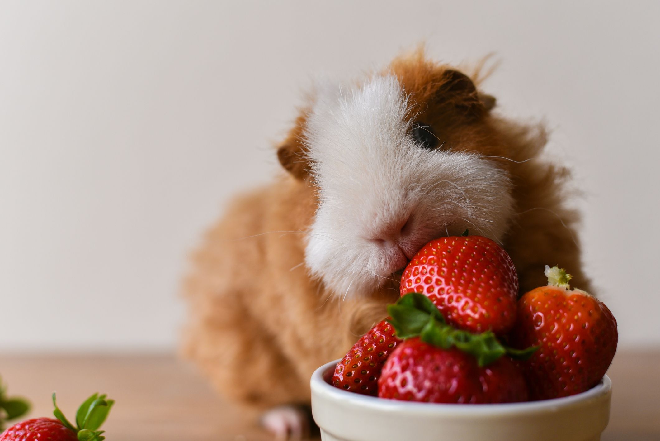 Can guinea outlet pigs have cherries