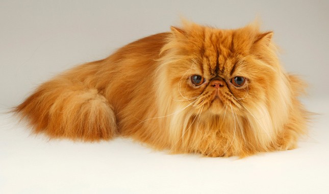 persian_cat_1