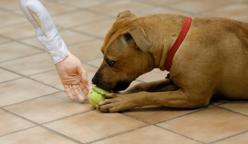  Resource Guarding Behaviors in Dogs