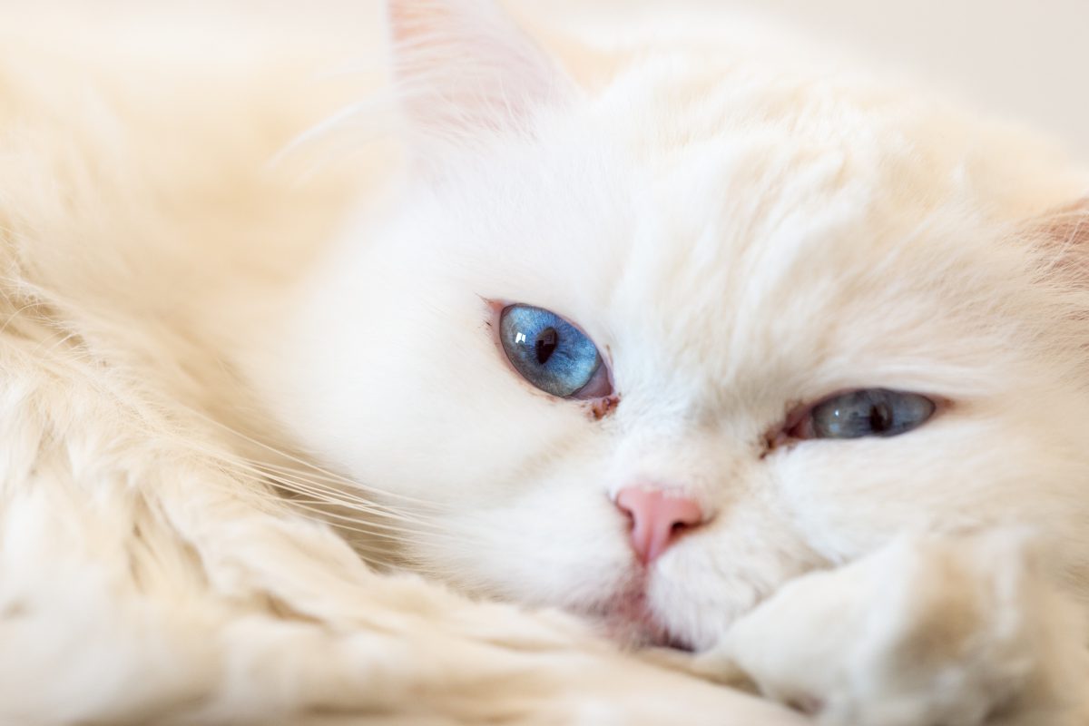 Cat Eye Problems Eye Inflammation, Uveitis, Conjunctivitis