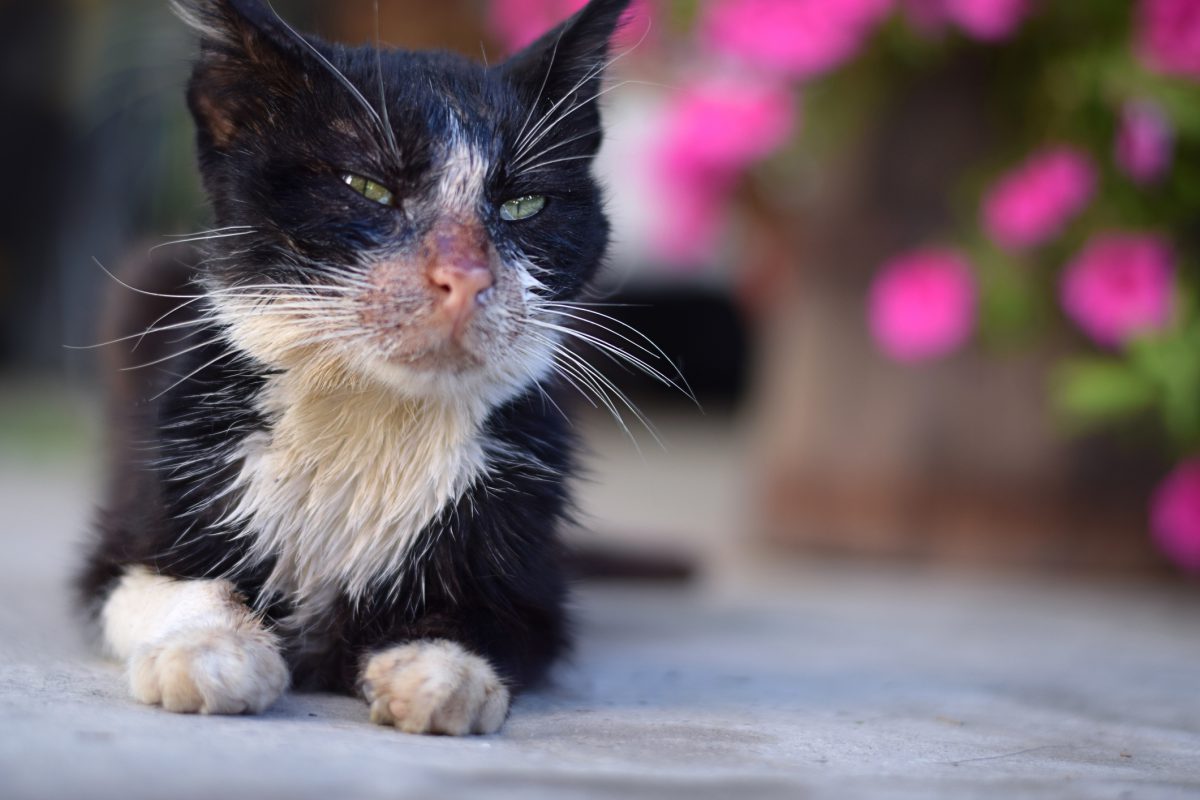 Symptoms Of Leukemia In Cats With Difficulty Breathing And Kidney ...